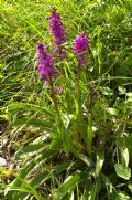 Orchis mascula